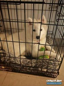 سامويد بيور انثى