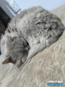 قطة أليف جدا جدا لتبني لدواعي السفر