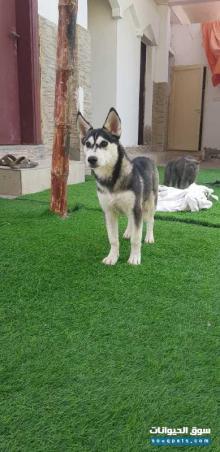 كلب هاسكي ٤ شهور