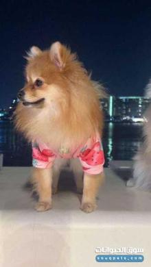 كلبين بوميرانين للبيع