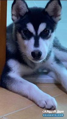 كلبين بيور هاسكي سيبيري