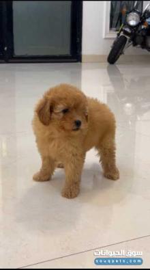 للبيع جراوي توي بودل