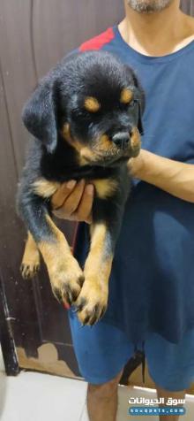 Rottweiler puppies