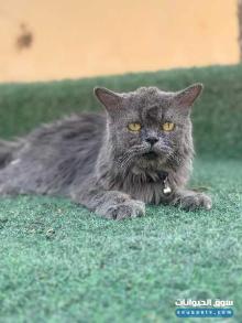 قط شيرازي أنثى