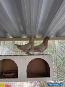 حمام منوع للبيع