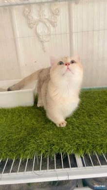 ذكر منشكن ny11