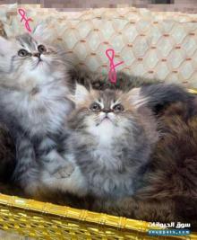 قطط شيرازي لونج هير