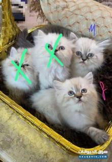 قطط هملايا بيور