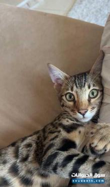 للبيع قط بنقال ممتاز ولعوب