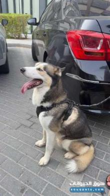 للبيع كلب هاسكي