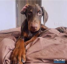 Doberman Brown Dog