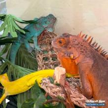 اغوانا نادر للبيع
