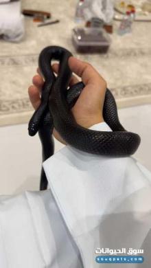 افعى كينق سنيك للبيع