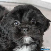 انثى صغيرة العمر شهر شيتزو و بودل ميكس جميلة جدا