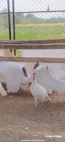 ديك رومي للبيع لون ابيض