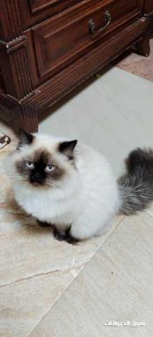 زوجين قطط هملايا ذكر وأنثى الأثنين ب 1500