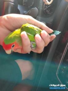 طيور للبيع منوعه