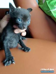 قطط تركيه البيع