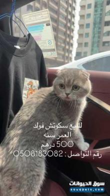 قطط سكوتش فولد