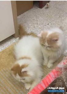 قطط شرازية نادر مستورد من امريكا للبيع