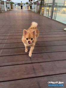 كلب بومرينيان للبيع مع جميع ملحقات