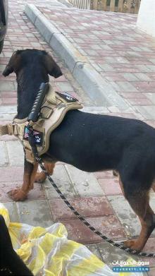 كلب دوبر مان للبيع