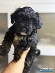 للبيع كلب بودل صغير