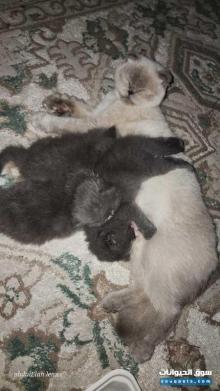 3 قطط سكوتش فولد