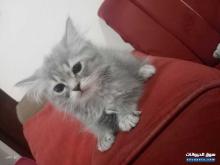 Kitten old tow months and 15 day