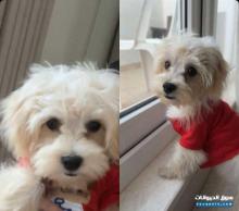 بيع كلب مالينوا 5 شهور