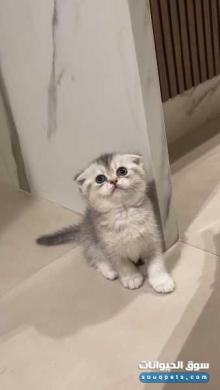 سكوتش فولد للبيع