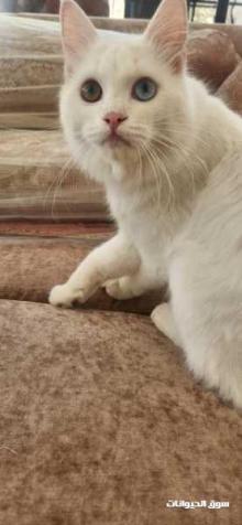 قط انجورا تركي ابيض