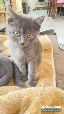 قط برتش شورت هير