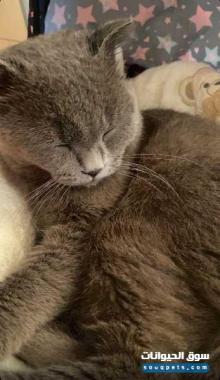 قط بريطاني رمادي