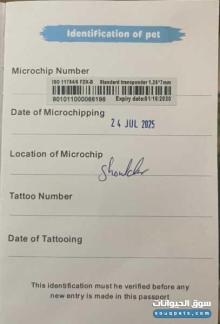 قط ذكر ابيض تركي