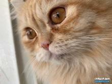 قط ذكر للتبني اكثر من سنه