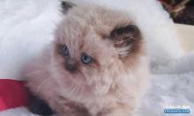 قطط راغدول همالايا برسوم مع اغراضها