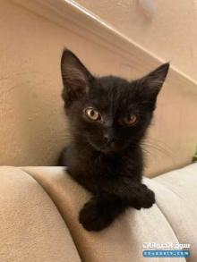 قطه للتبني عمرها ٤ شهور