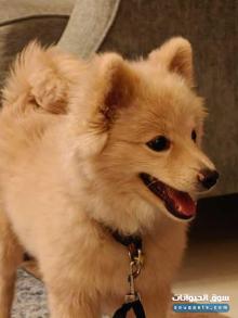 كلب بومرينيان للبيع