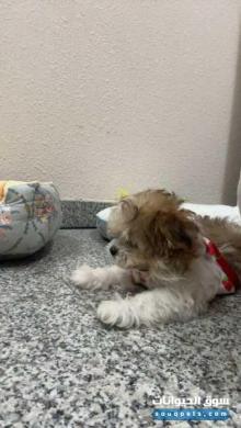 كلب شيتزو للبيع فابوظبي