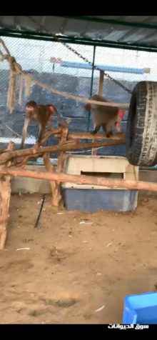 للبيع سبلان بابون