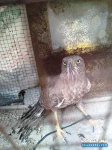 معروض صقر للبيع