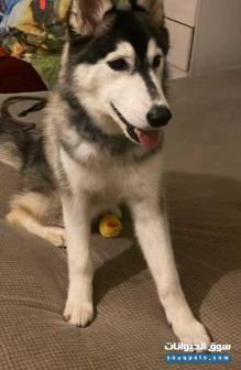 هاسكي للبيع مطمع وعنده جواز مطيع ولعوب وصحتها ممتازة