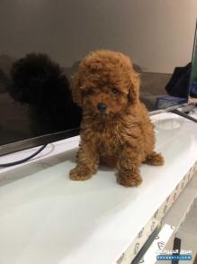 البيع كلاب توي بودل