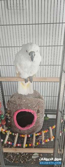 بغبغاء للبيع نوع كوكاتو امبريلا