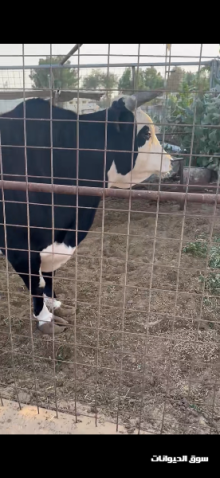 ثور هولندي للبيع