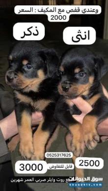 جرو روت وايلر ذكر و أنثى