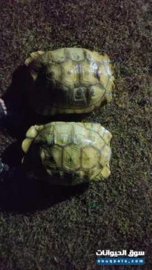 للبيع سلحفاة السلكاتا صحية وكبيرة الحجم