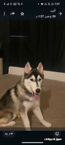 هاسكي انثي سبع شهور للبيع المستعجل