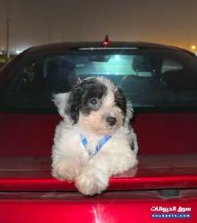 هافنيز ذكر العمر شهر للبيع